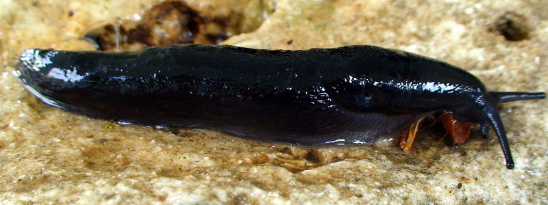 Limax nero delle Apuane (Limax sp 3 della checklist)